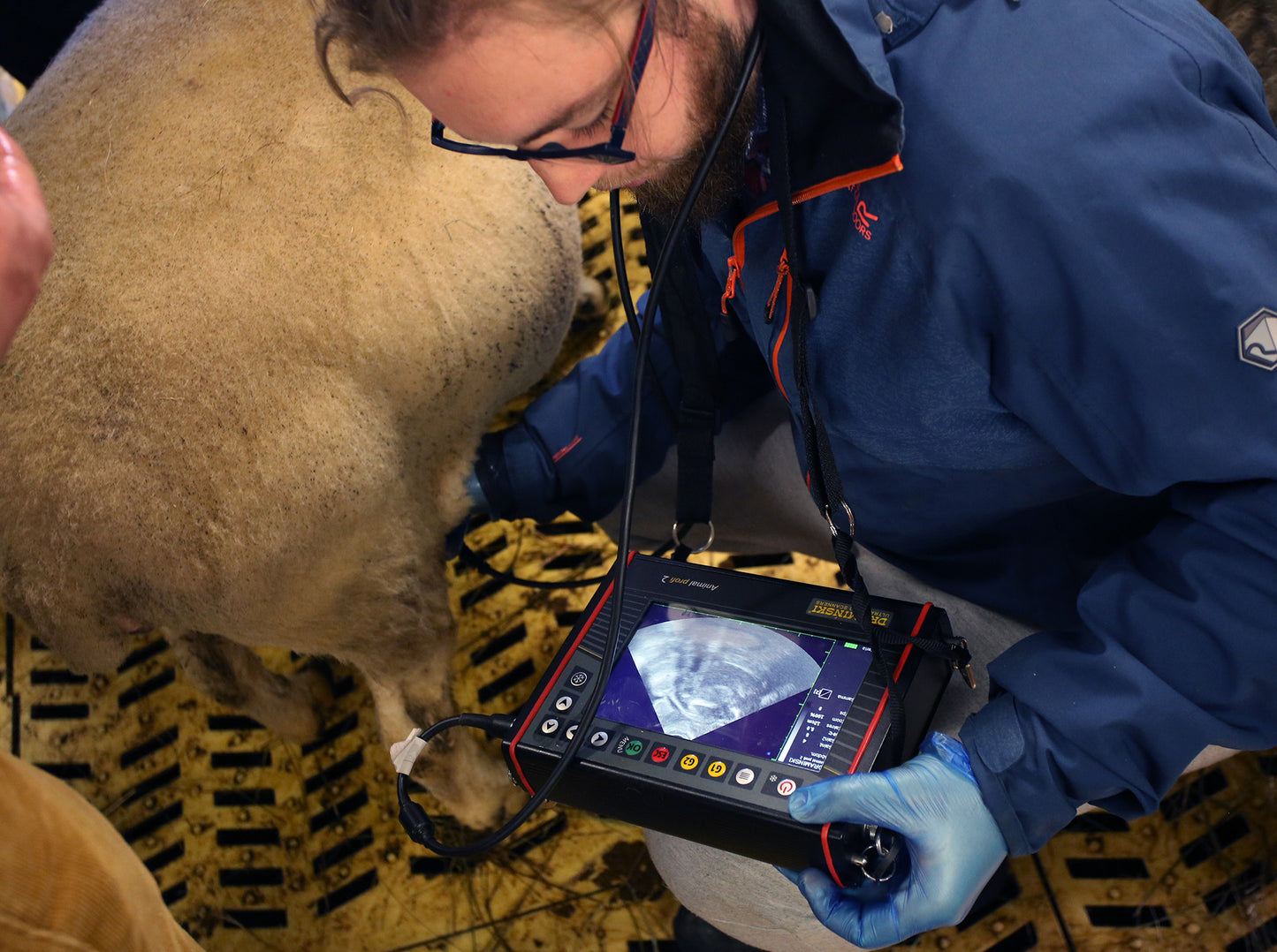 Ultrazvočni skener Animal profi 2 za živino